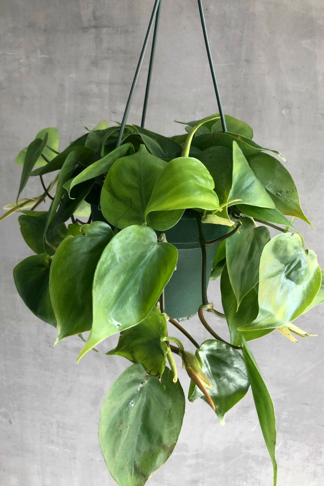 philodendron cortum Philodendron 'Cordatum' – ECOVIBE