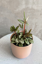 2 of 3:Peperomia 'Piccolo Banda'