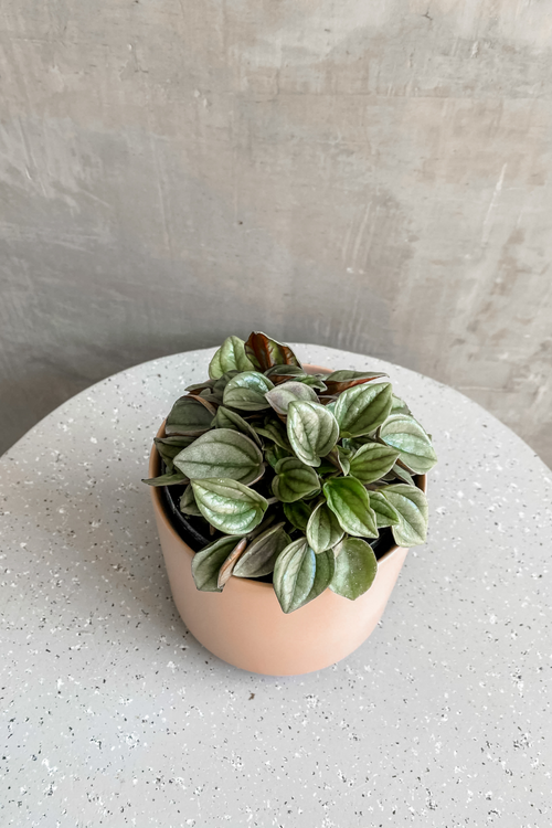 Peperomia 'Napoli Nights'