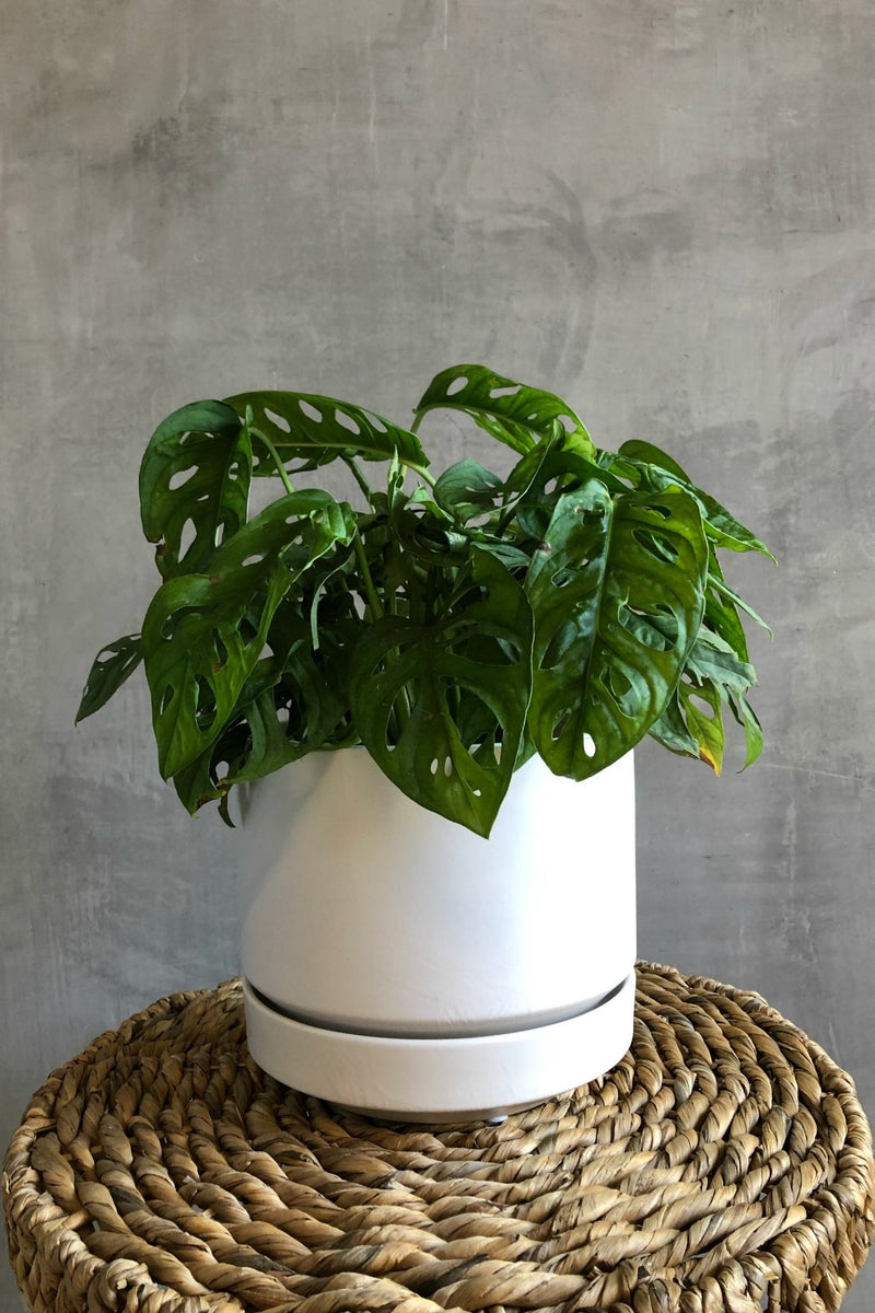 monstera adansonii lowes Monstera Adansonii 'Swiss Cheese Plant' – ECOVIBE