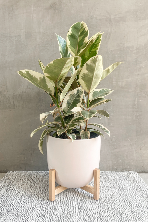 Ficus 'Elastica Tieneke'