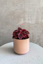 1 of 2:Peperomia caperata 'Schumi Red'