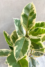 Ficus Rubber Plant 'Tieneke'