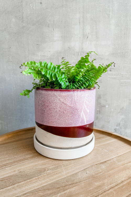 Nephrolepis Compacta 'Boston Fern'