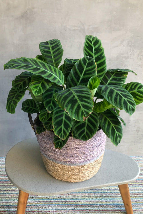 Calathea 'Zebrina'