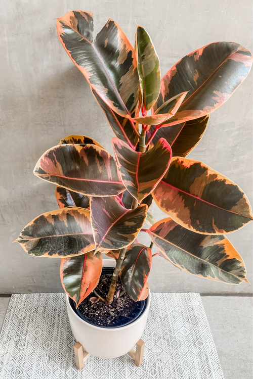 Ficus Rubber Plant 'Ruby'
