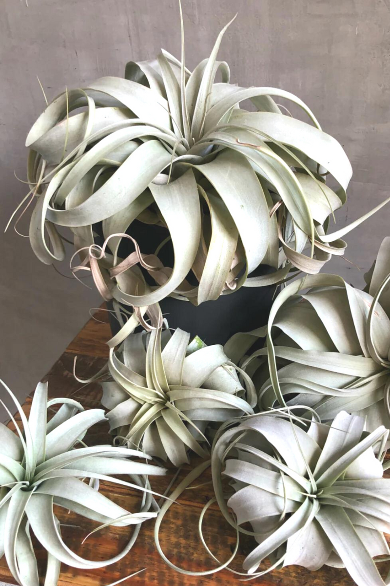 xerographica air plant holder Tillandsia 'Xerographica' – ECOVIBE