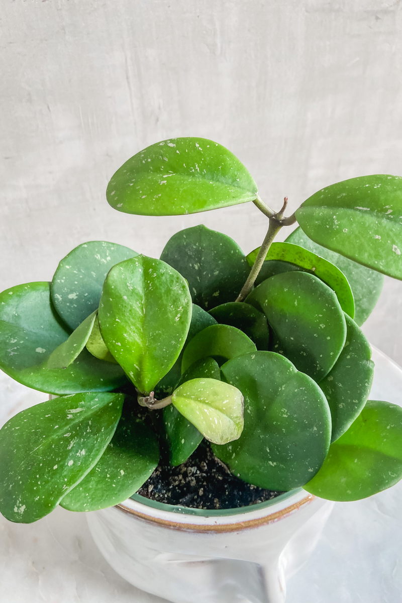 Hoya Obovata 6"