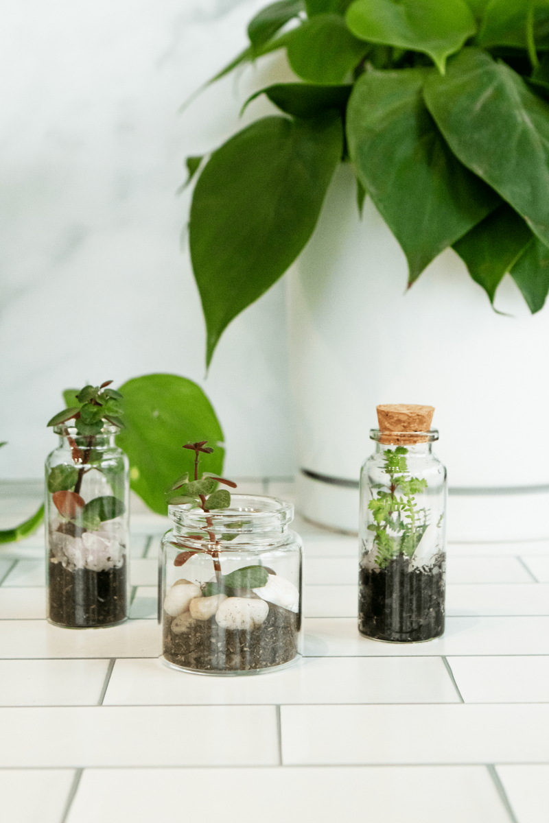 ECOVIBE Mini Jar Terrarium
