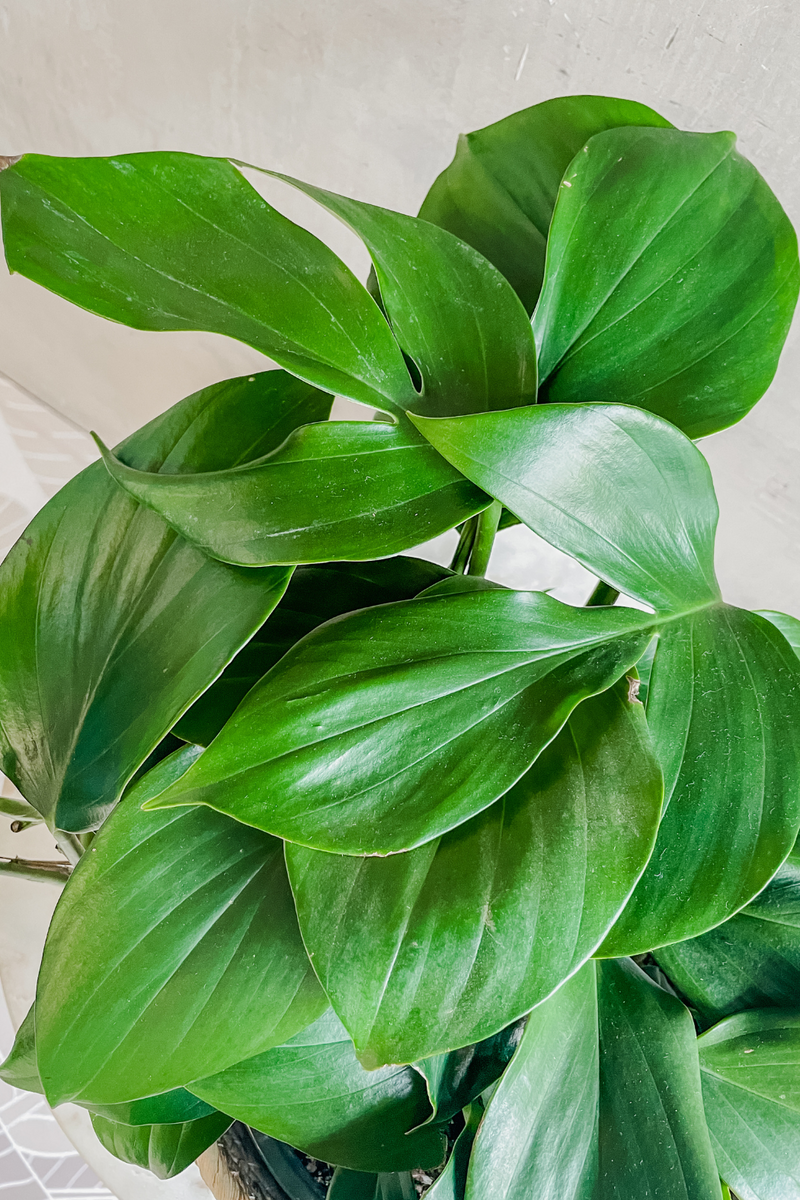Rhaphidophora 'Decursiva' 8'