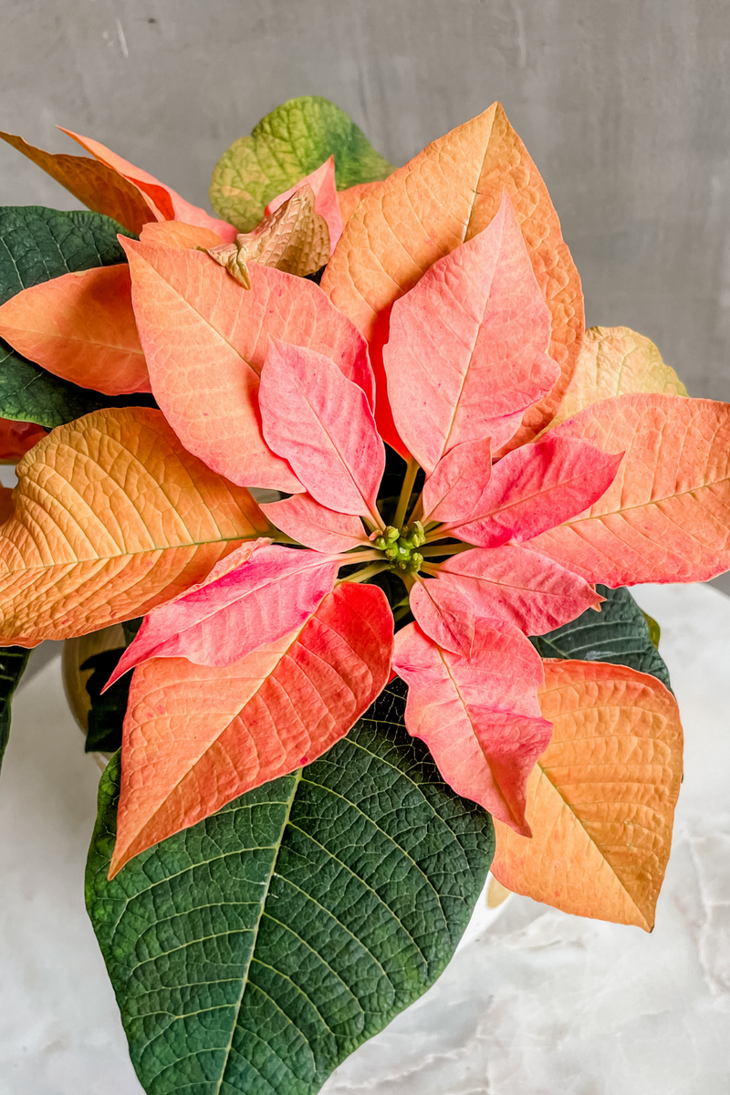 Euphorbia 'Poinsettia' Peach