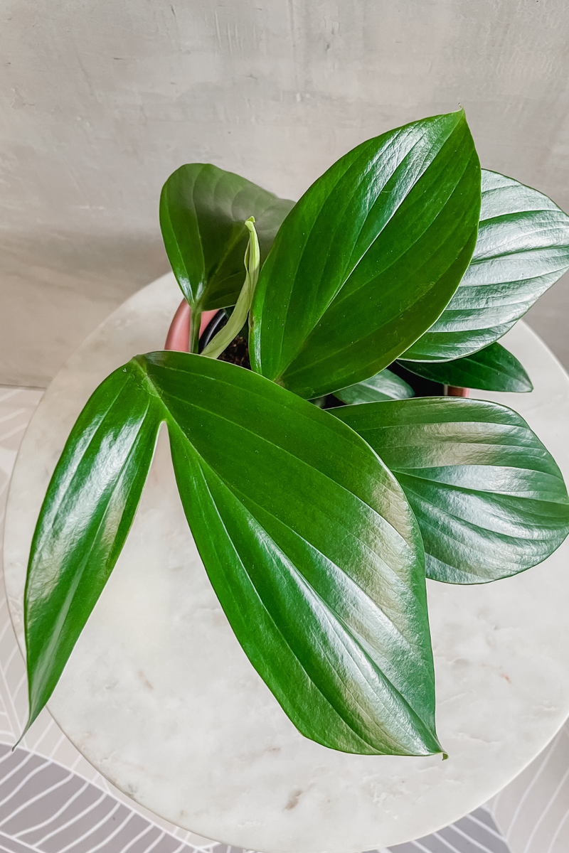 Rhaphidophora 'Decursiva' 6"