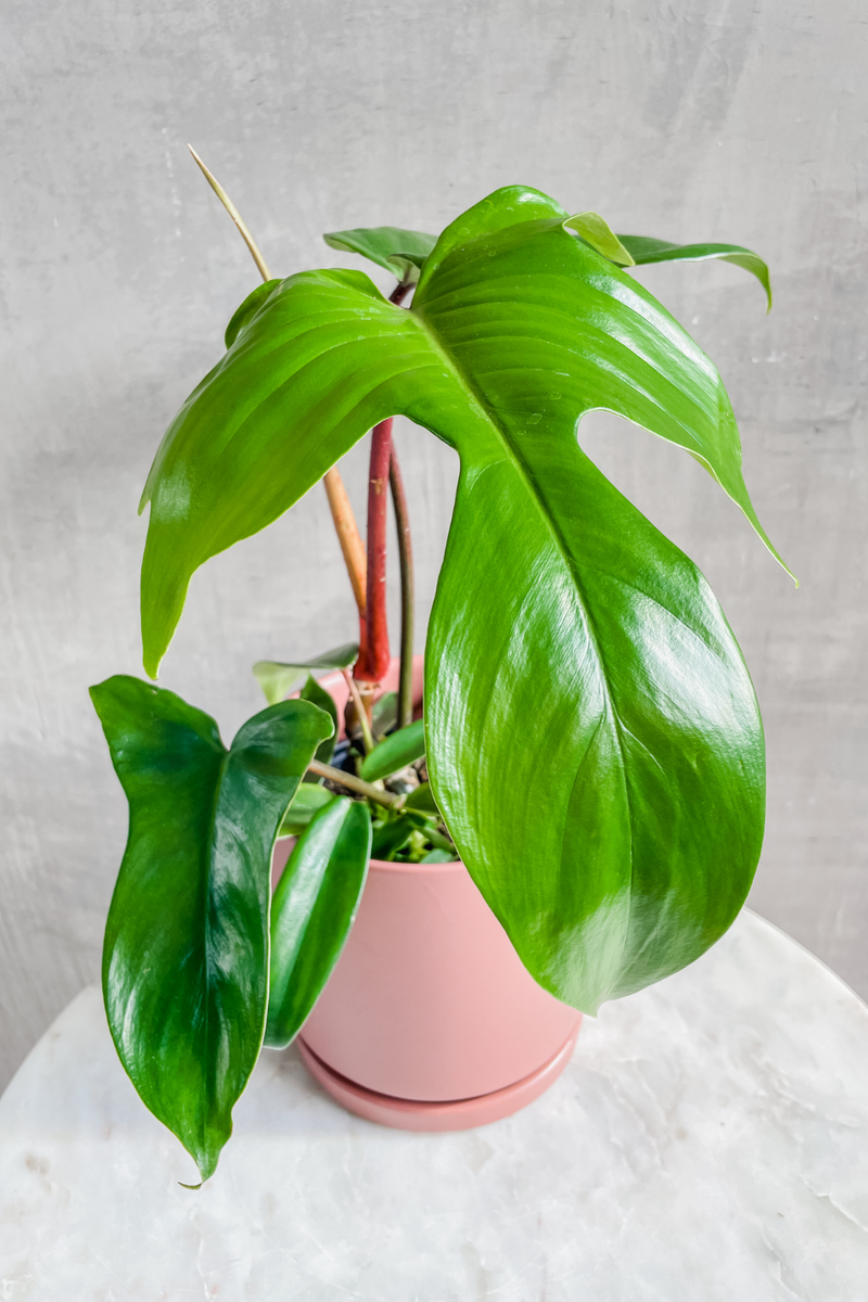 Philodendron 'Florida Beauty Green' 6"