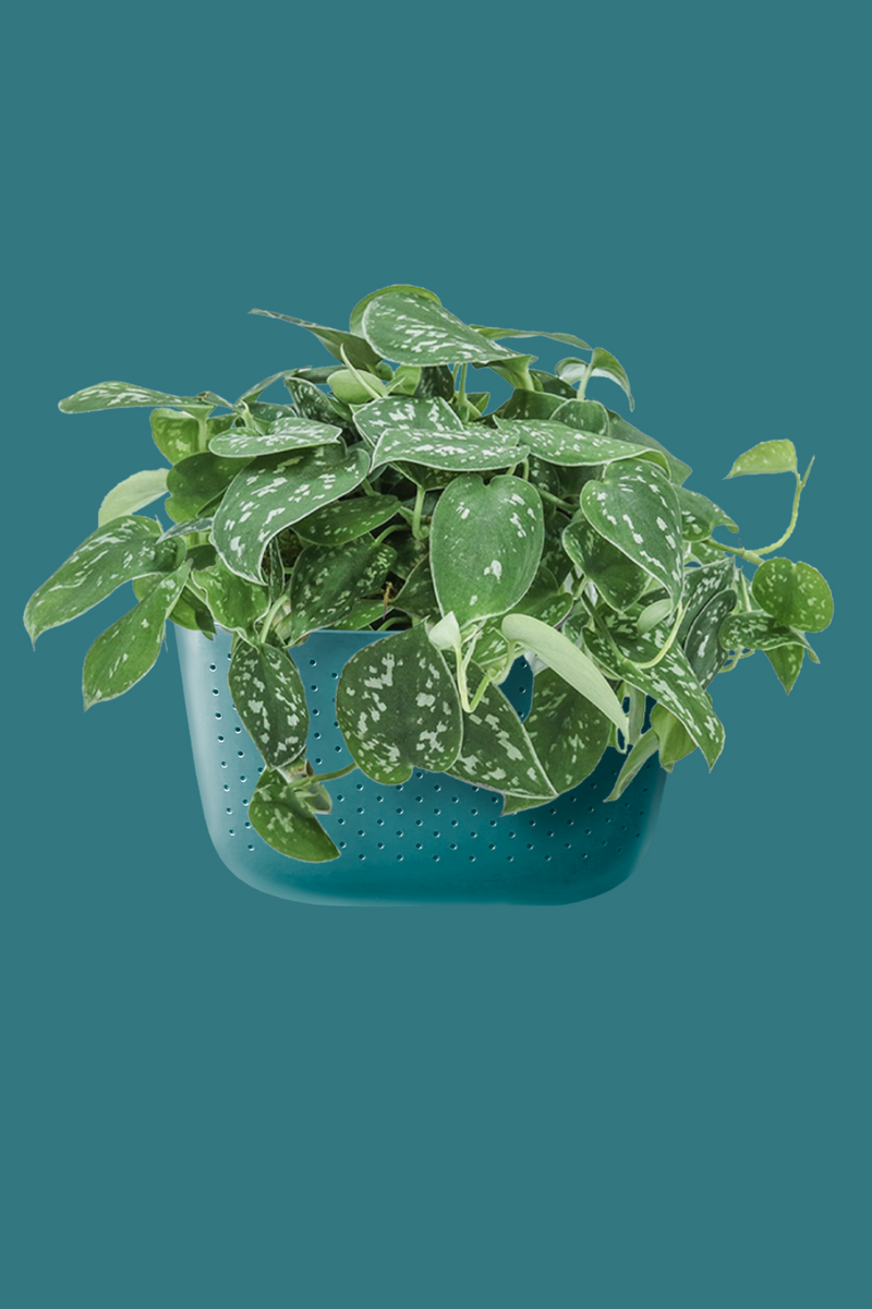 Wallygro-Eco-Wall-Plant-house-Plants-houseplants-portland-teal