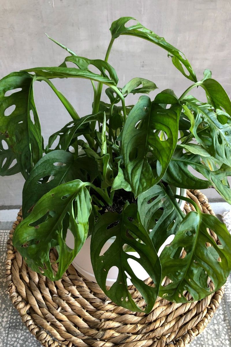 lowes swiss cheese plant Monstera Adansonii 'Swiss Cheese Plant' – ECOVIBE