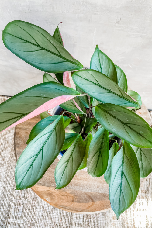 Ctenanthe 'Amagris'