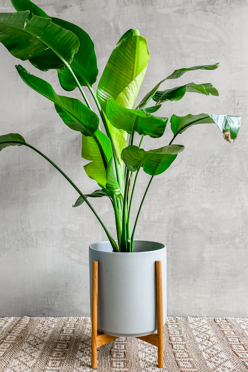 激安大特価! of 専用】Birds 【エディ様 Paradise極楽鳥 NM-~NM IE