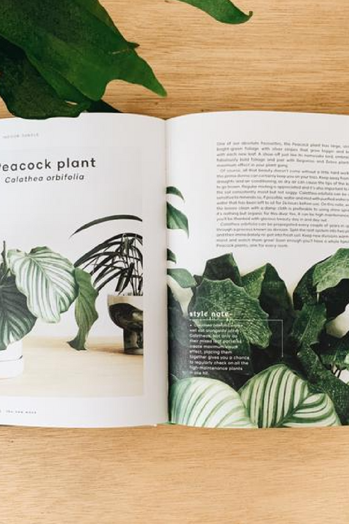 The Leaf Supply Guide to Creating Your Indoor Jungle  By Lauren Camilleri and Sophia Kaplan