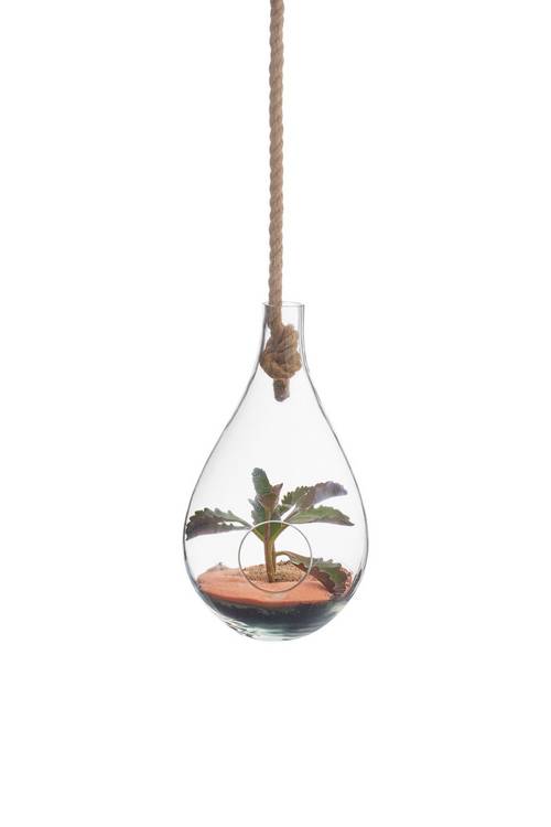 Boboli Hanging Terrarium- Medium