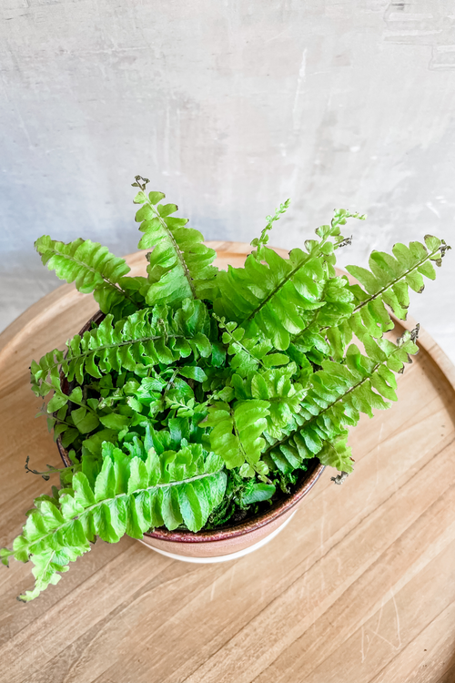 Nephrolepis Compacta 'Boston Fern'