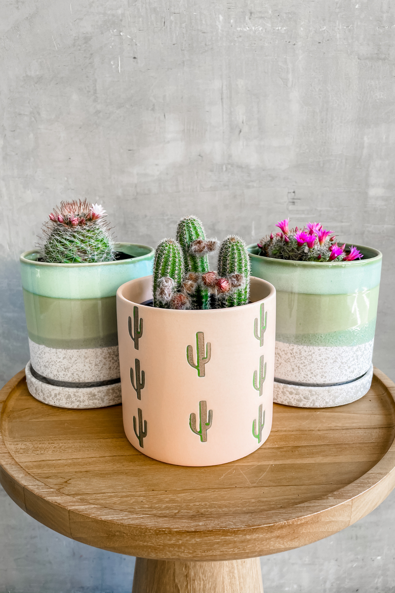 Cactus Assorted 4"