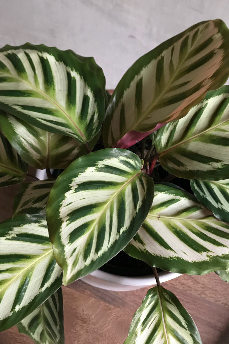 6" Calathea 'Shining Star'