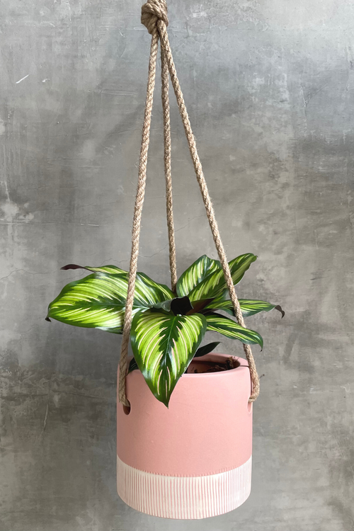 Calathea 'Beauty Star'