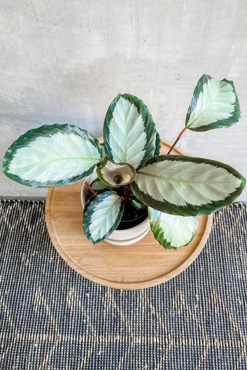 Calathea 'Picturata Argentea'