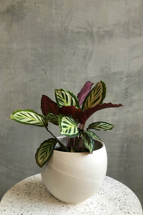 Calathea 'Shining Star'