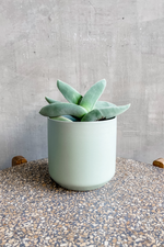 Small Kendall Pot in Sage
