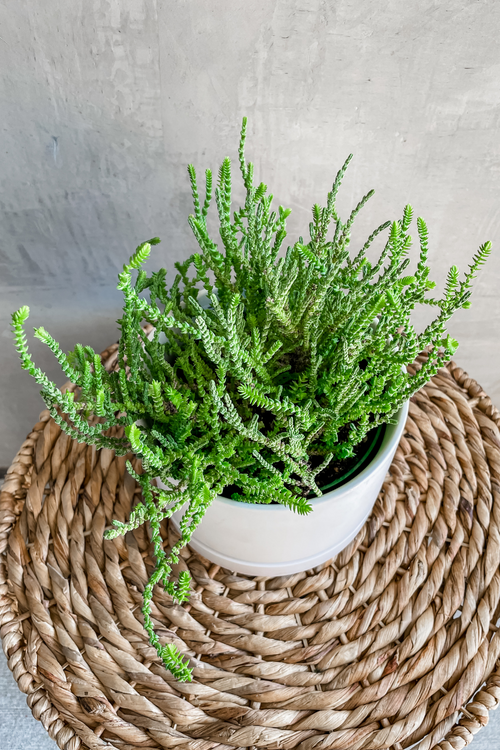 Crassula 'Watch Chain'