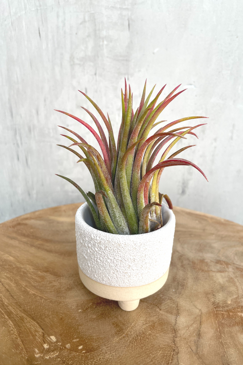 Delray-Air-Plant-Footed-Pot