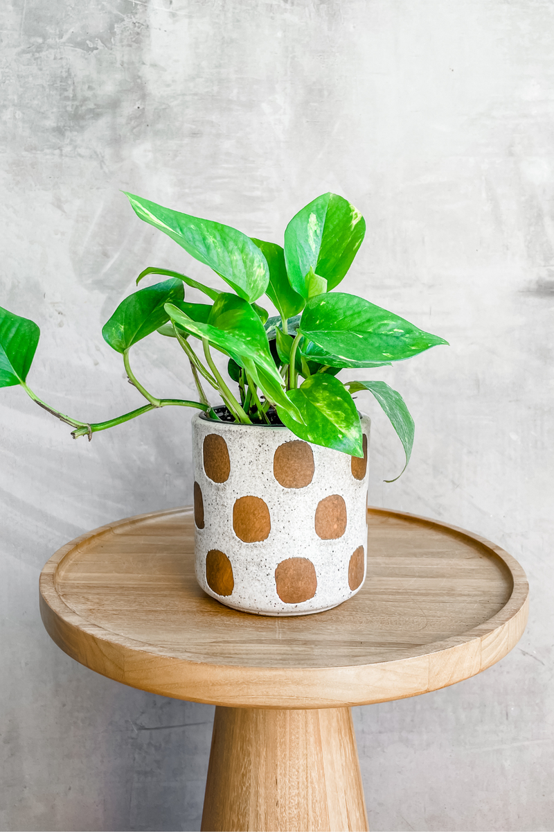 golden pothos planter Epipremnum 'Pothos Golden' – ECOVIBE