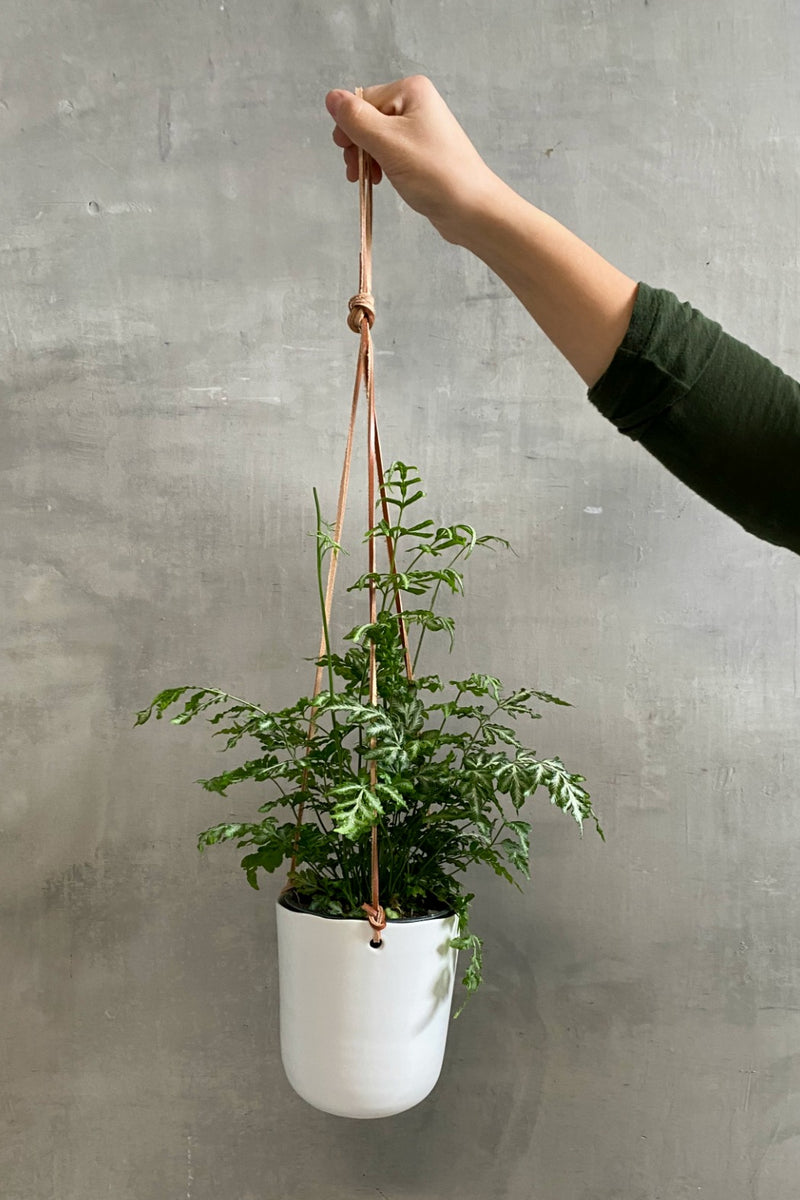 ceramic plant hanger Doni Ceramic Plant Hanger