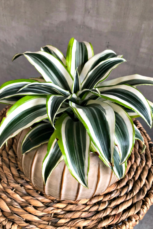 Dracaena 'Lemon Lime Compacta'