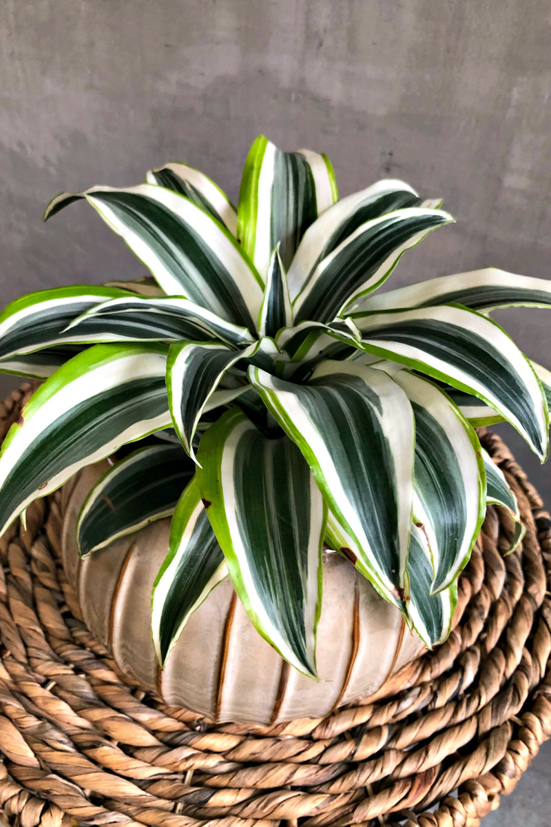 dracaena lemon lime compacta