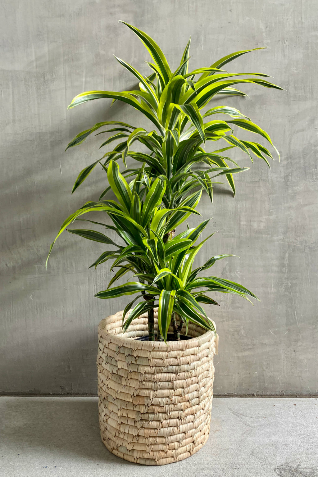 Dracaena 'Lemon Lime' – ECOVIBE