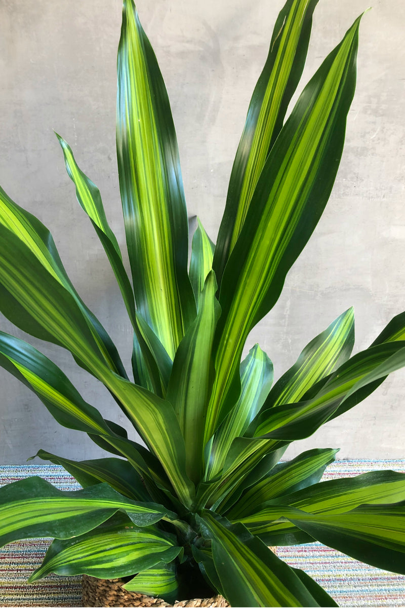 Dracaena 'Golden Heart'