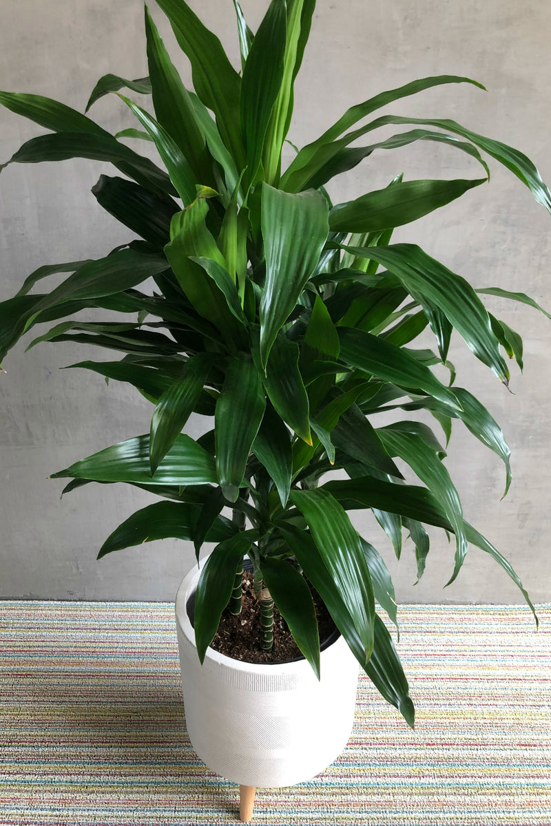 dracaena jc compacta care Dracaena 'JC Compacta' – ECOVIBE
