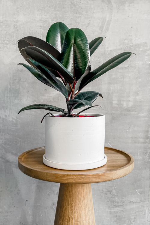 Ficus 'Elastica Burgundy'