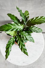 3 of 3:Calathea 'Rufibarba'