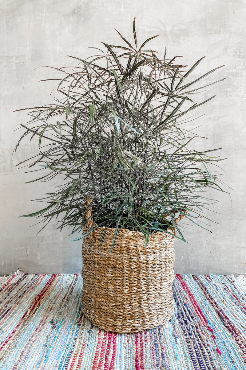 False Aralia 10"