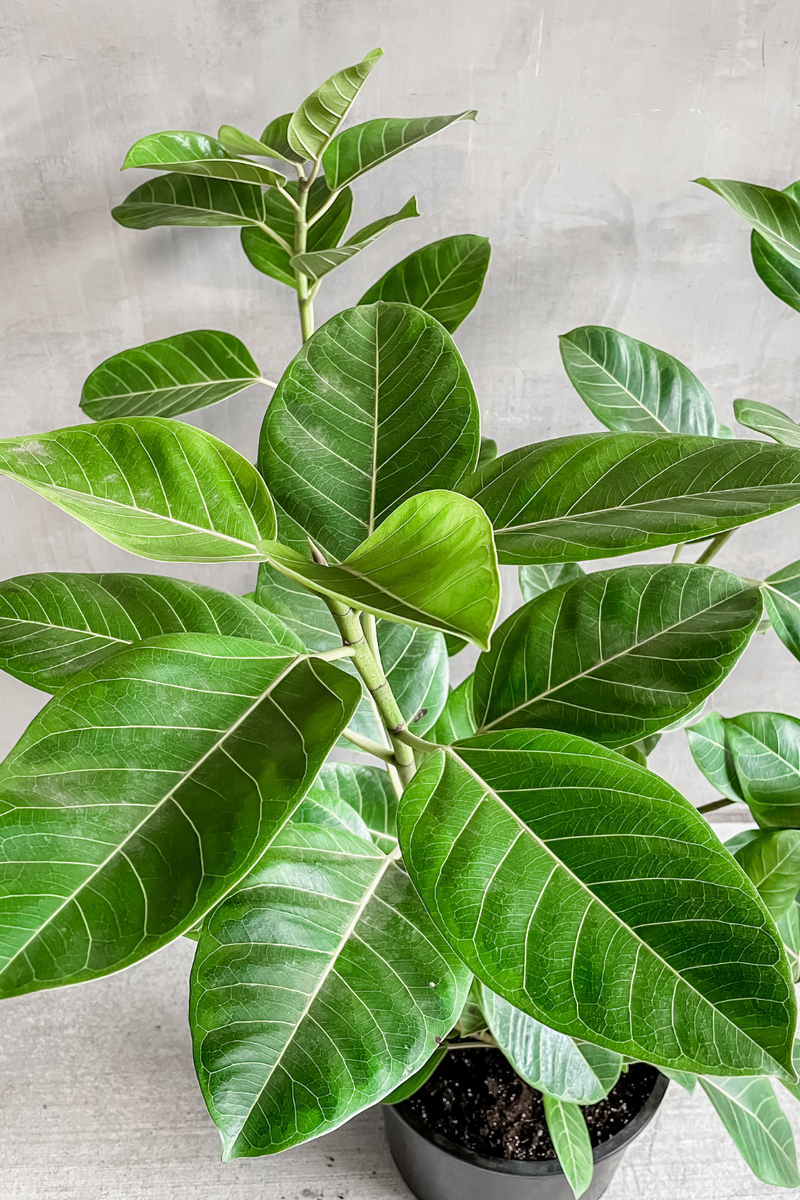 Ficus Altissima 14"