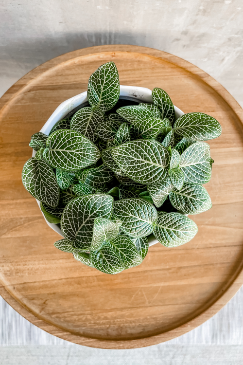 Fittonia 'Nerve Plant'