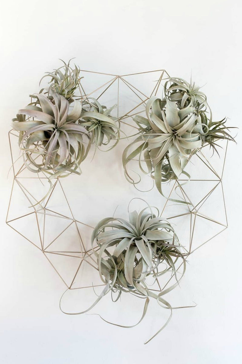xerographica air plant holder Tillandsia 'Xerographica' – ECOVIBE