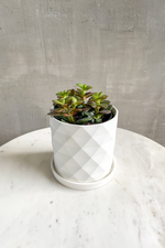 1 of 2:Crassula 'Dwarf Jade'