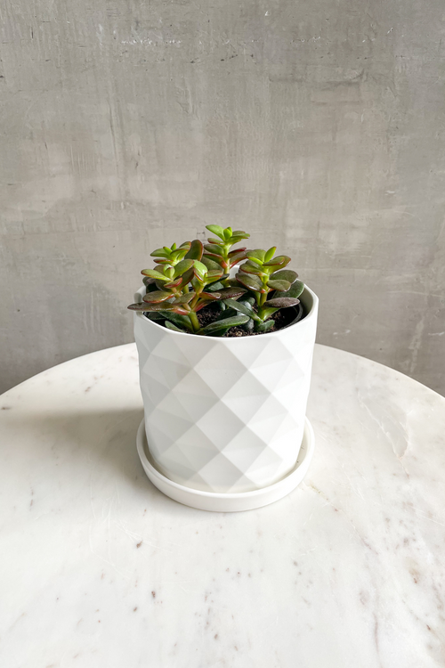 Crassula 'Dwarf Jade'