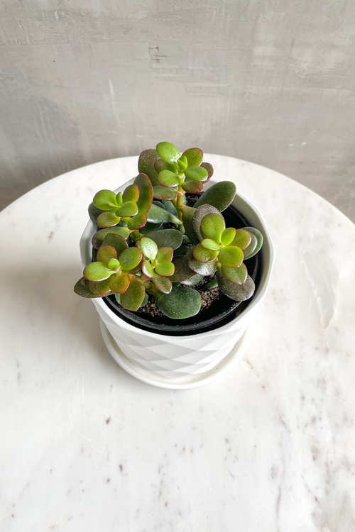 Crassula 'Dwarf Jade'