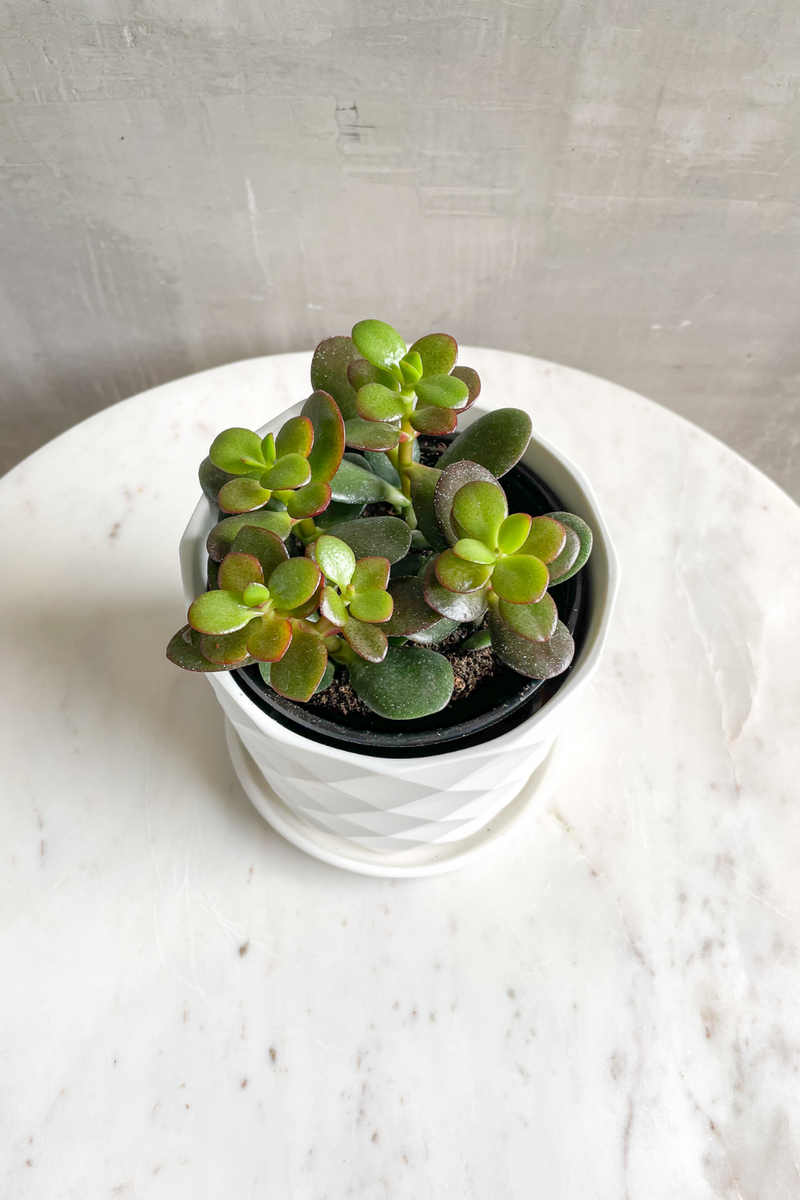 Dwarf Jade Plant 4"