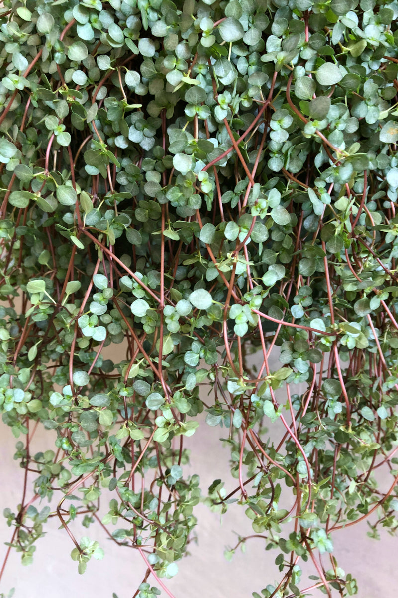 Pilea Glauca "Silver Sparkle'